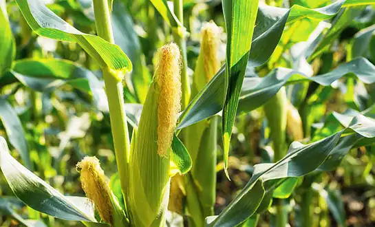 Increasing Rice and Maize Yields with Organic Peptide Fertilizers